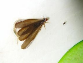 澄海灭治白蚁