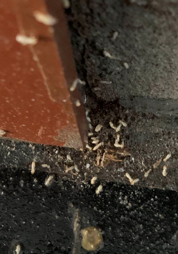 澄海白蚁防治站是在哪里