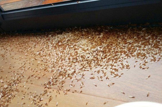 澄海东湖市场哪里有杀白蚁