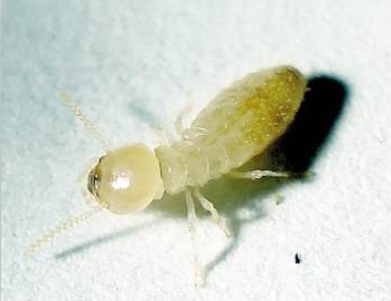 澄海白蚁防治站