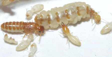 澄海白蚁防治