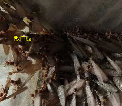 澄海东湖市场哪里有治白蚁