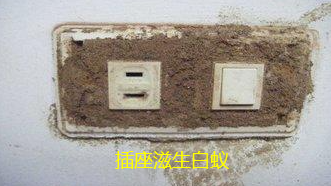 澄海溪南哪里有治白蚁