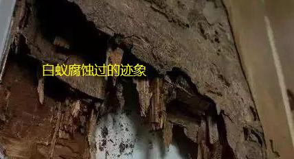 澄海白蚁防治站
