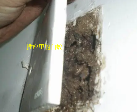 防治白蚁澄海